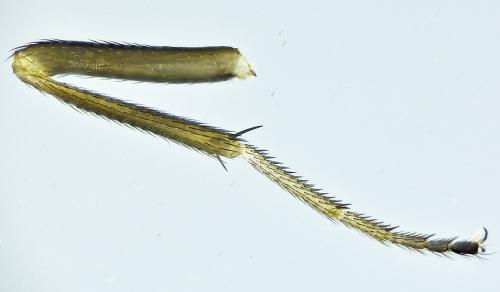 Drosophila subobscura